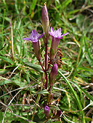 Autumn gentian