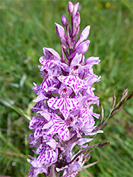 Common spotted orchid