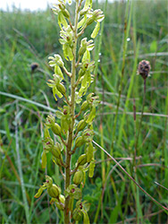 Common twayblade