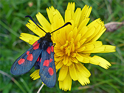 Five-spot burnet moth