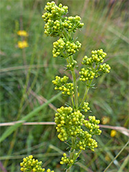 Lady's bedstraw