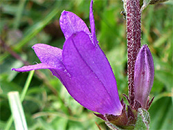 Nettle-leaved bellflower