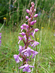 Fragrant orchid - pink