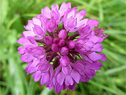 Pyramidal orchid