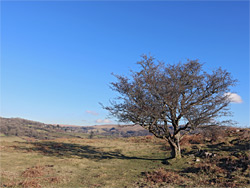 Isolated tree