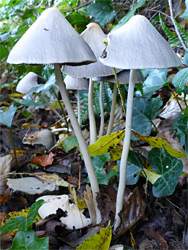 Common inkcap