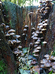 Clustered fungi