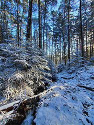 Snow in the forest