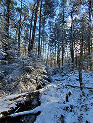 Trees by a stream