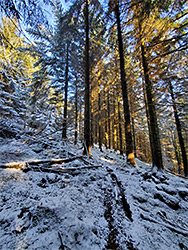 Path through the trees