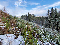 Tree-covered slope