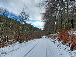 Road through the forest