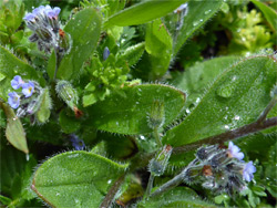 Leaves and flowers