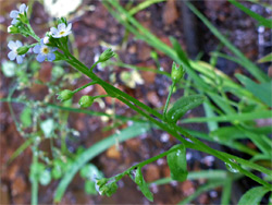 Water forget-me-not