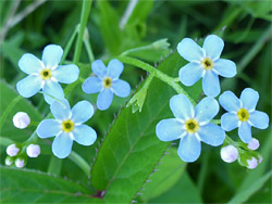 Myosotis scorpioides