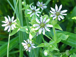 Water chickweed