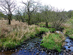 Trees by the stream