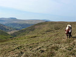 Pony in the moor