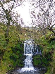 Trees besde a waterfall