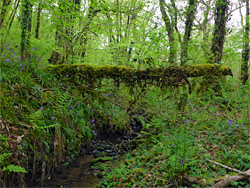 Log over the stream