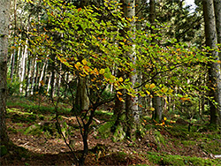 Young beech tree