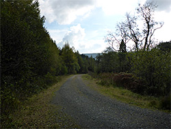 Forest track