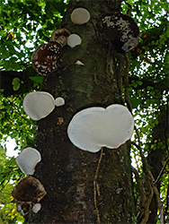 Tree fungi