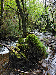 Tree in the stream