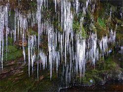 Many icicles