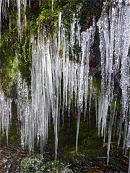 Moss and icicles
