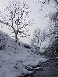 Leafless trees