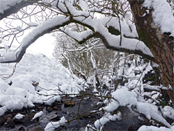 Overhanging branches