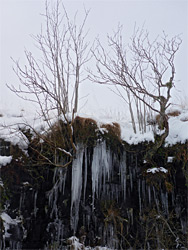 Trees above icicles