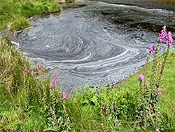 Foxgloves by a pool