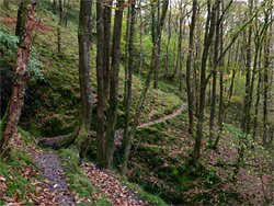 Woodland path