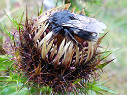 Fly on thistle