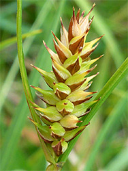 Bottle sedge