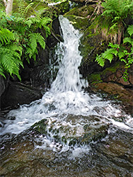 Ferns and cascade