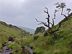 Lone tree