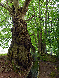 Tree and ditch