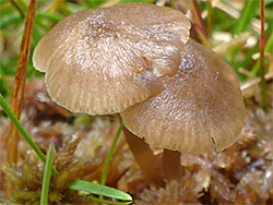 Slimy waxcap