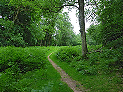 Woodland path