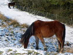 Two horses