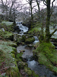 Mossy streambanks