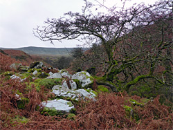 Tree and boulders