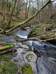 Trees and rocks