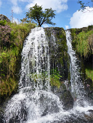 Tree above a waterfall