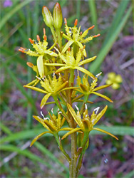 Flower spike