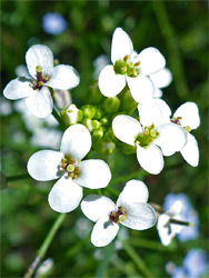 White flowers