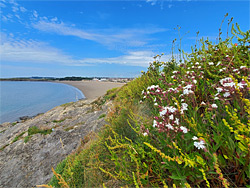 White campion